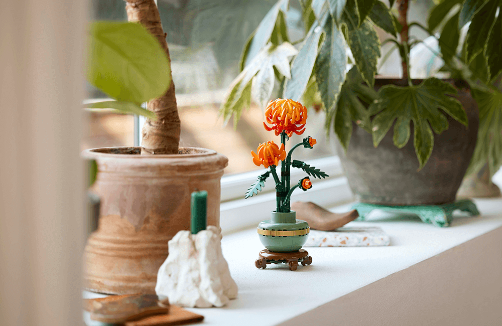 Chrysanthemum lifestyle picture